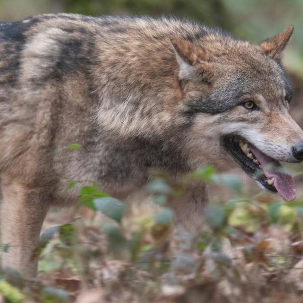 Wolf