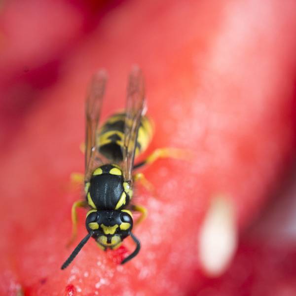 Insekten_Wespe_Symbol