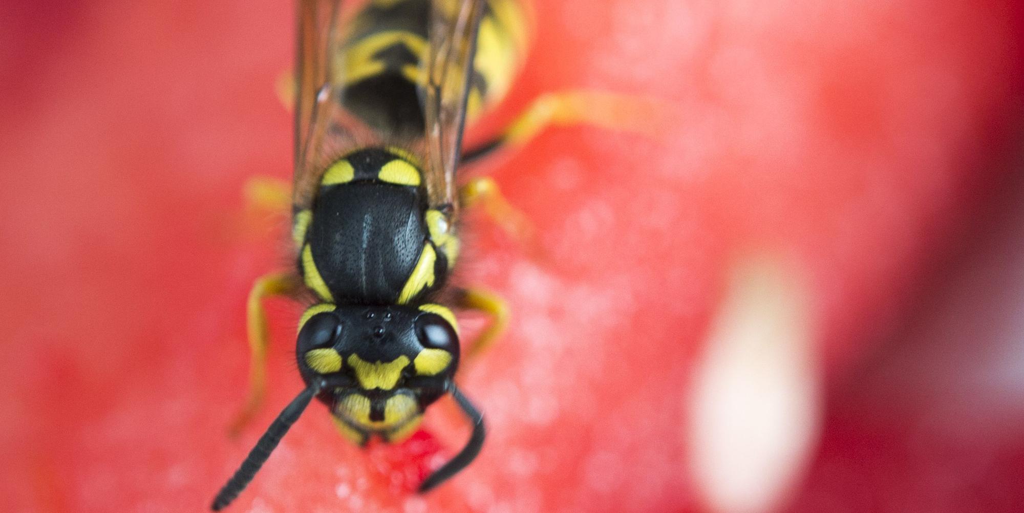 Insekten_Wespe_Symbol