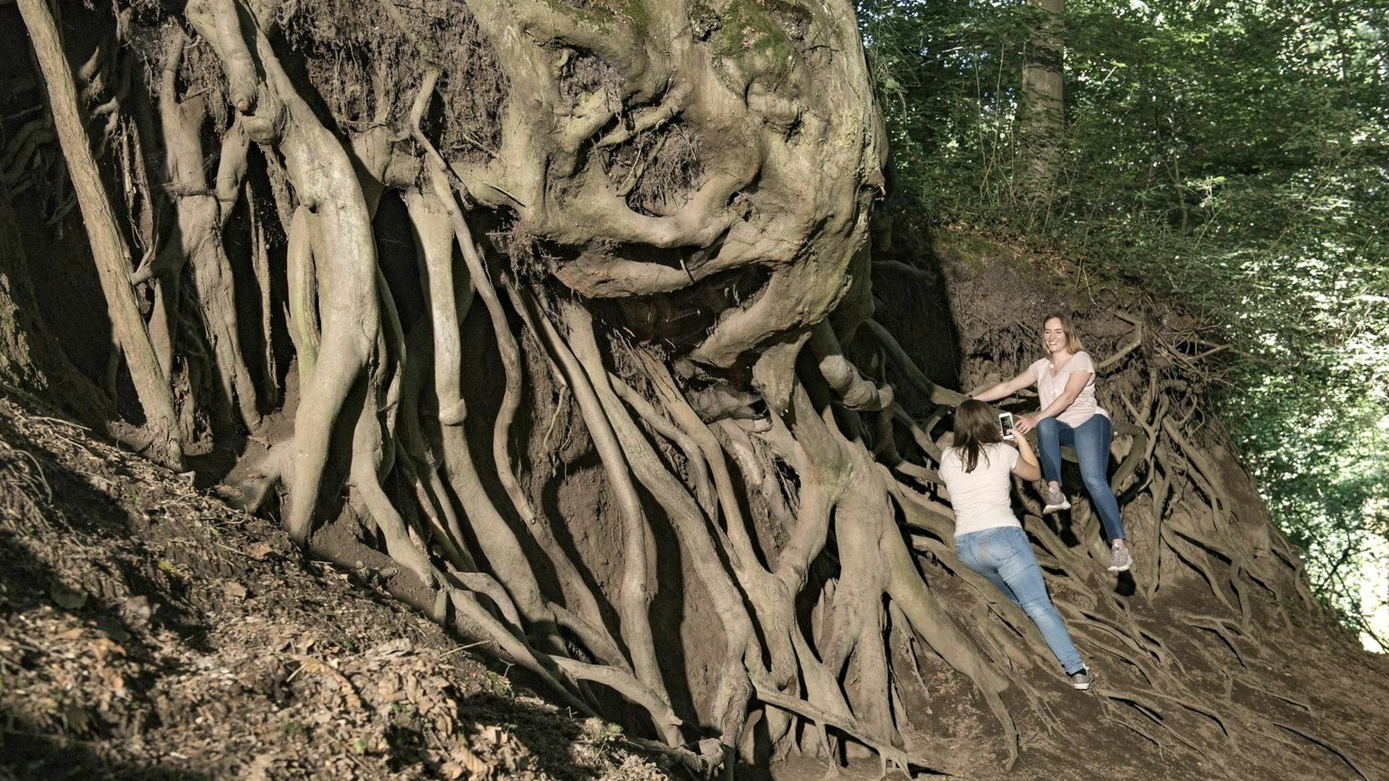 Riesige Wurzeln umgeben die Bäume in der Wolfsschlucht
