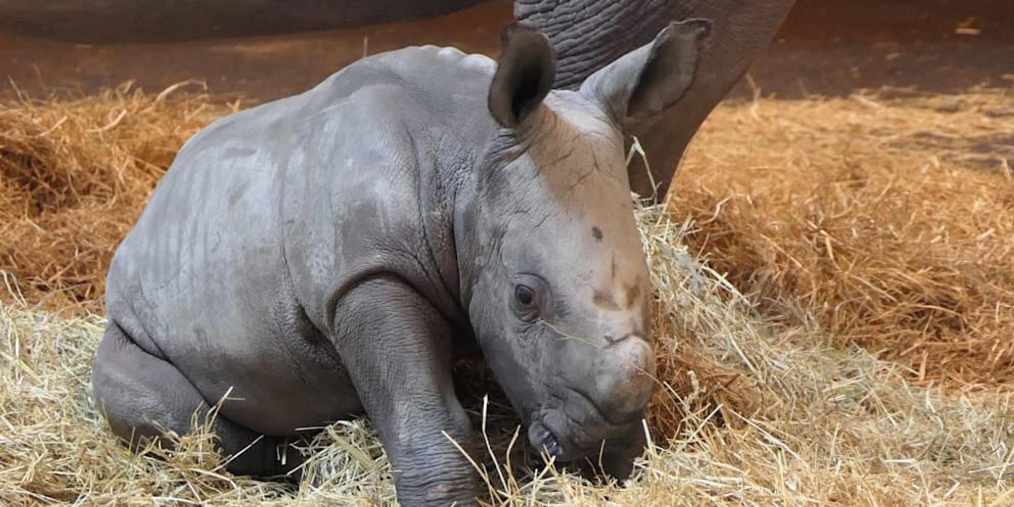 Nashorn ERFURT 030222