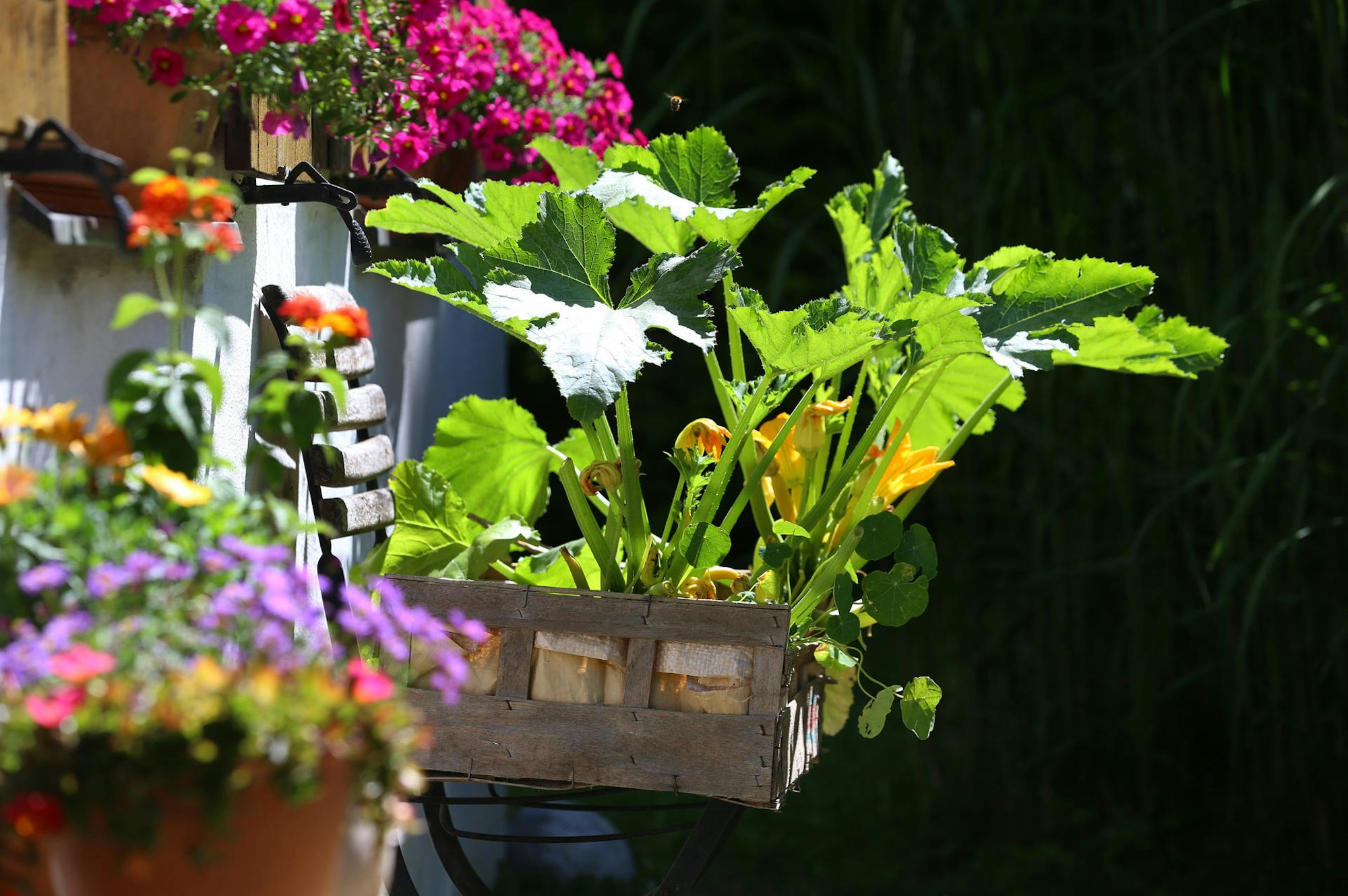 blüten