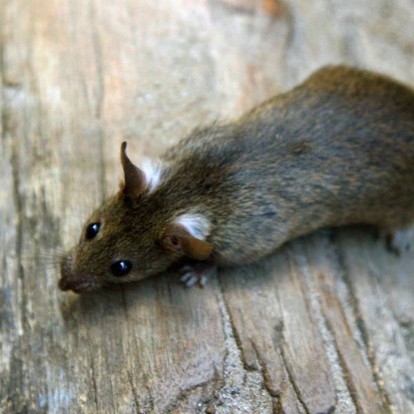 Ratte 180919