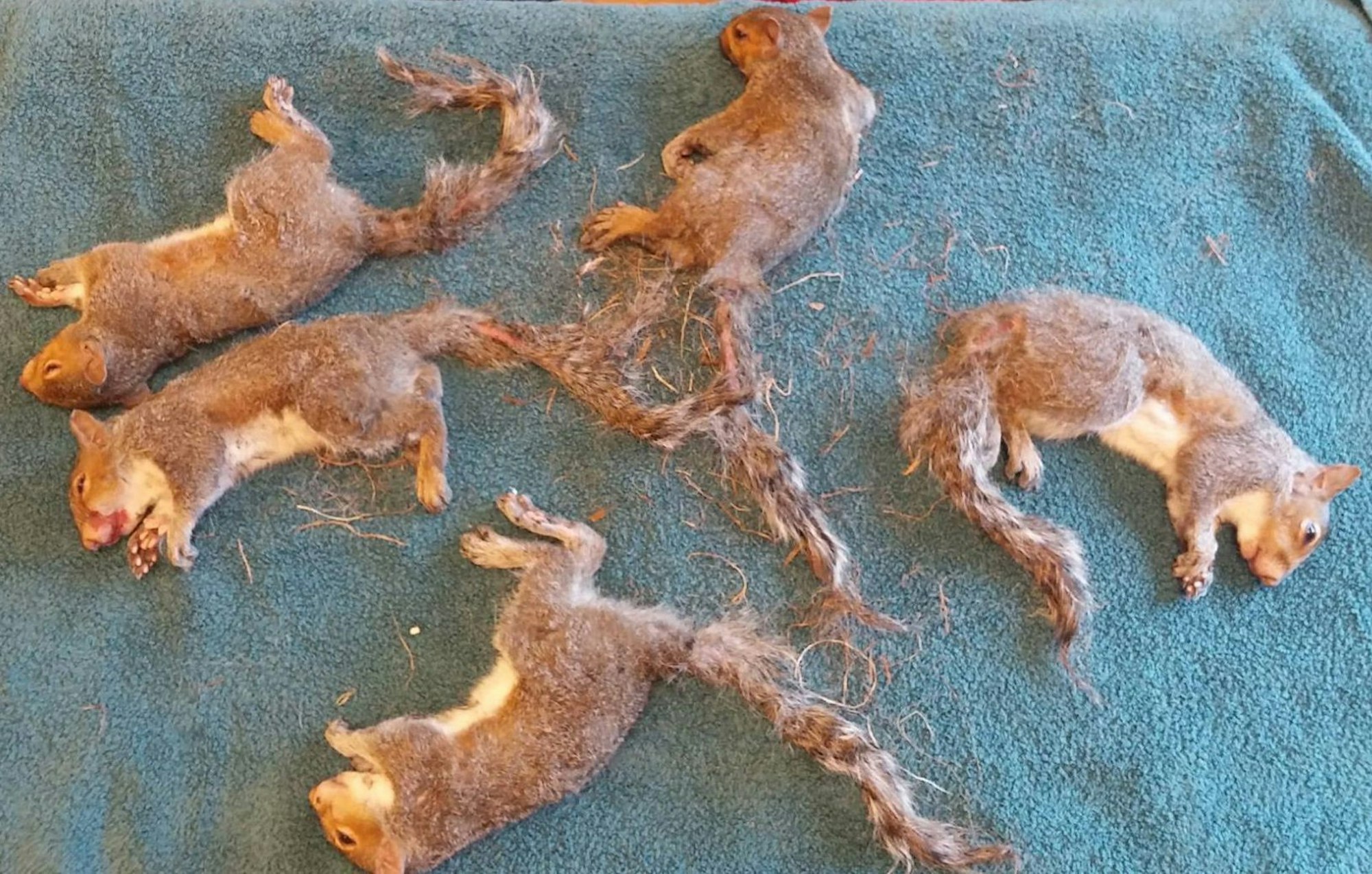 Eichhörnchen befreit