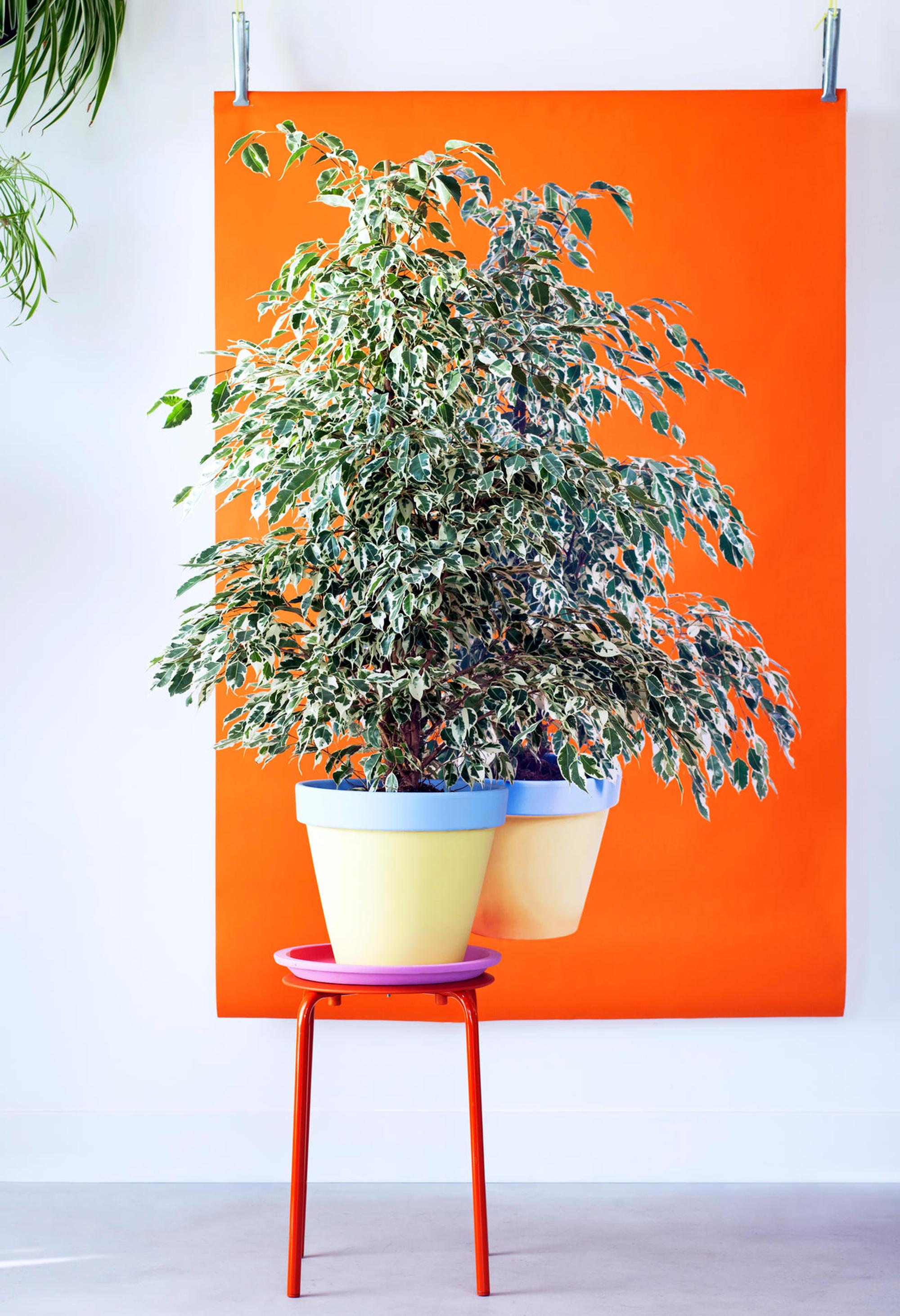 Ficus_Benjamina