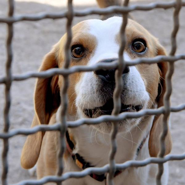 Beagle Symbolfoto 020222