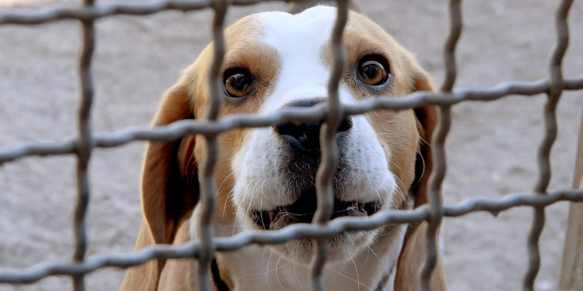 Beagle Symbolfoto 020222