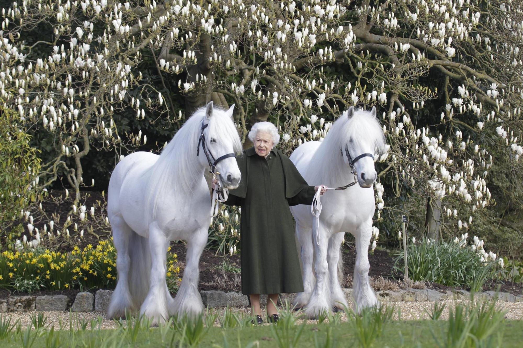 Queen Pferde 210422