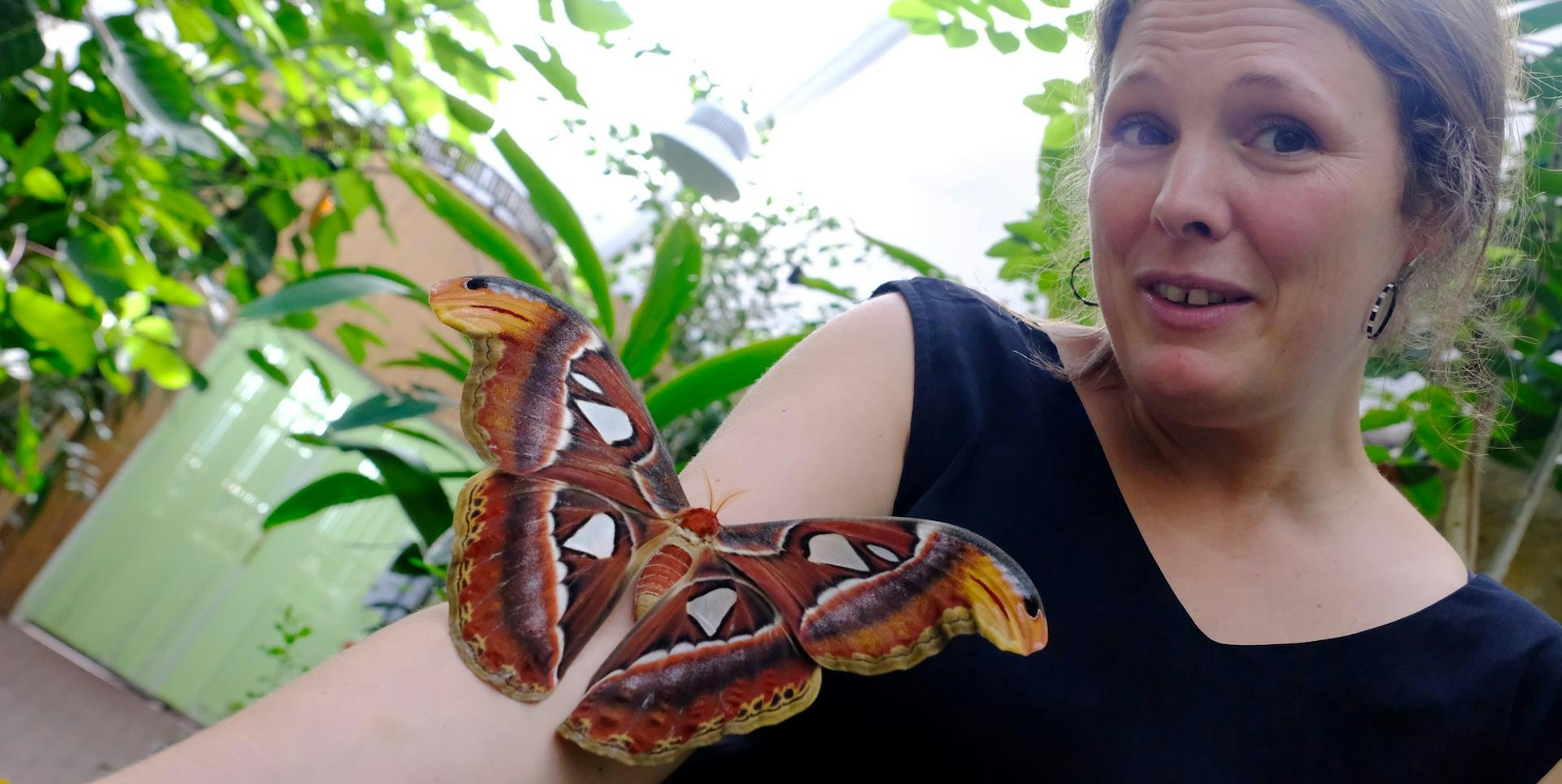 eifalia-schmetterlinge_1