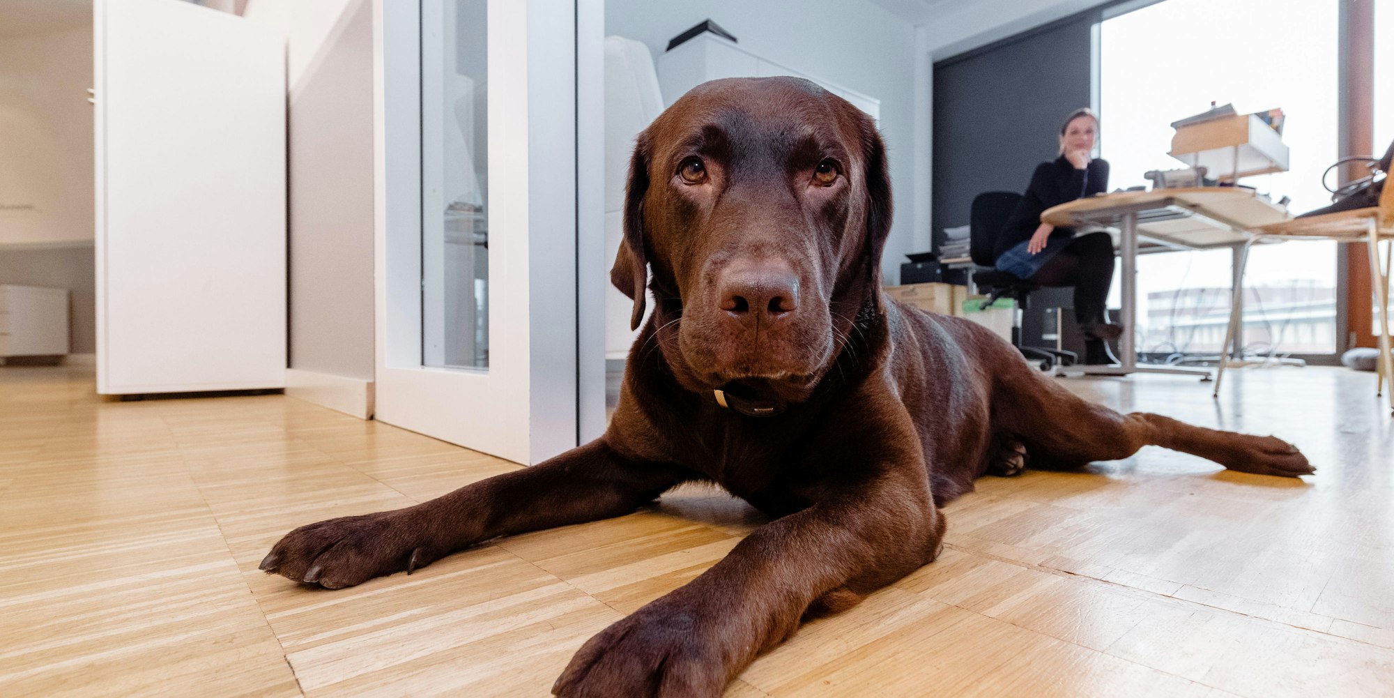Bürohund