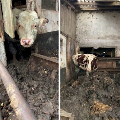 2020-01-07-gerettete-rinder-hennef