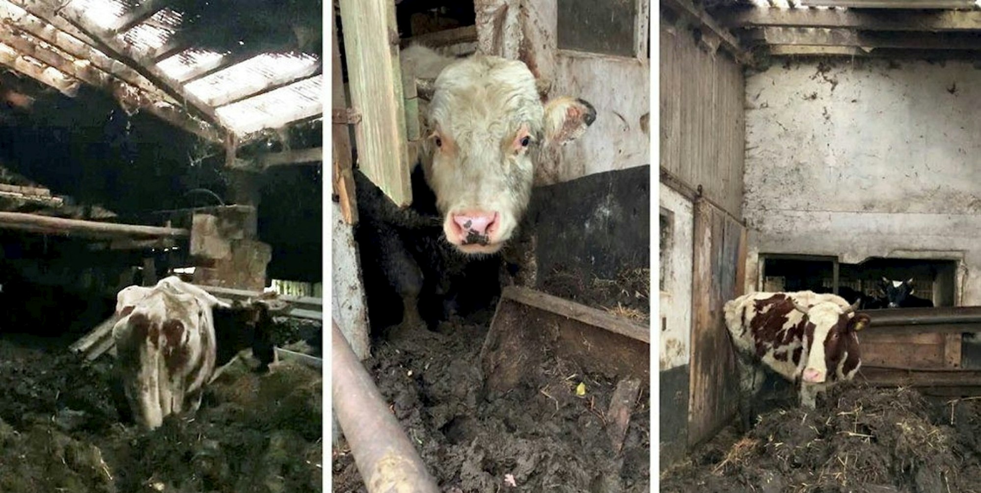 2020-01-07-gerettete-rinder-hennef