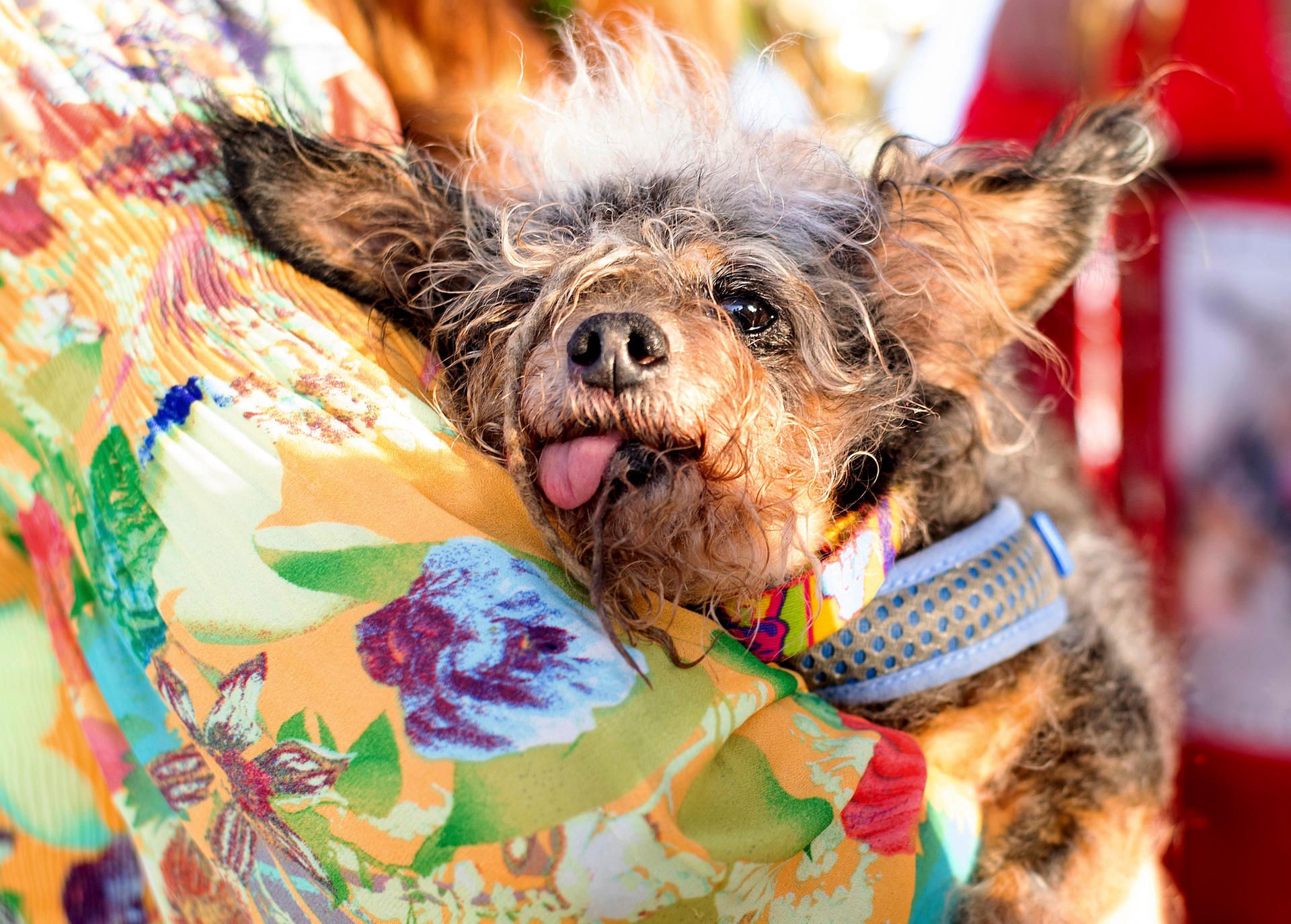 Worlds Ugliest Dog 3