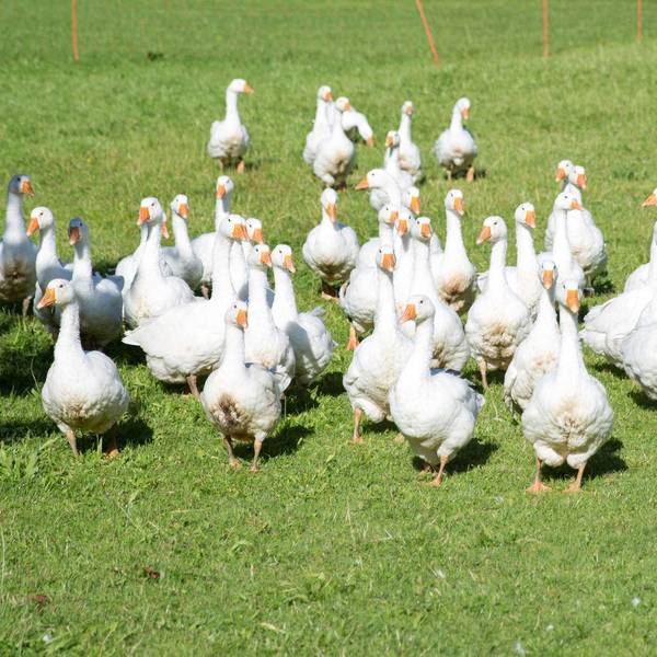 Gänse auf der Wiese.