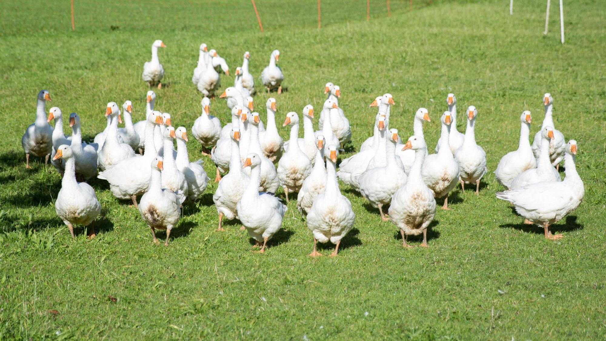 Gänse auf der Wiese.