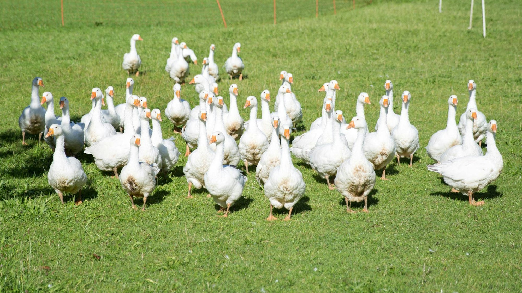 Gänse auf der Wiese.