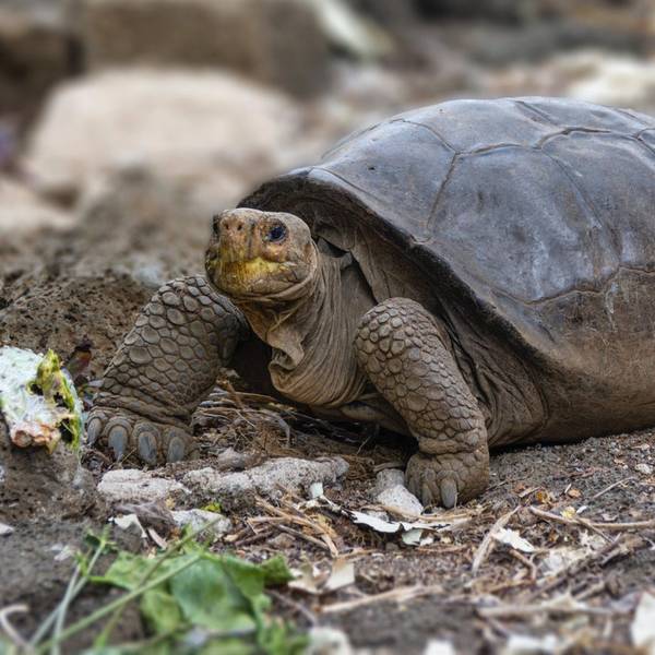 Galapagos-Schildkröte