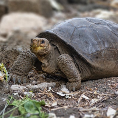 Galapagos-Schildkröte
