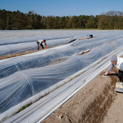 Spargelstechen Arbeiter