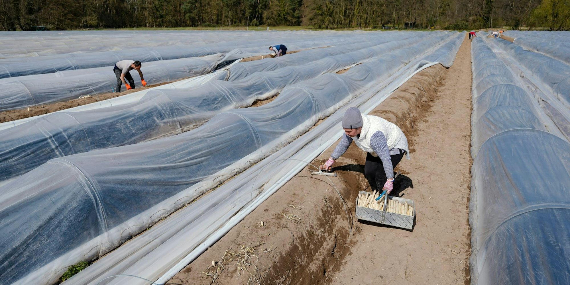Spargelstechen Arbeiter
