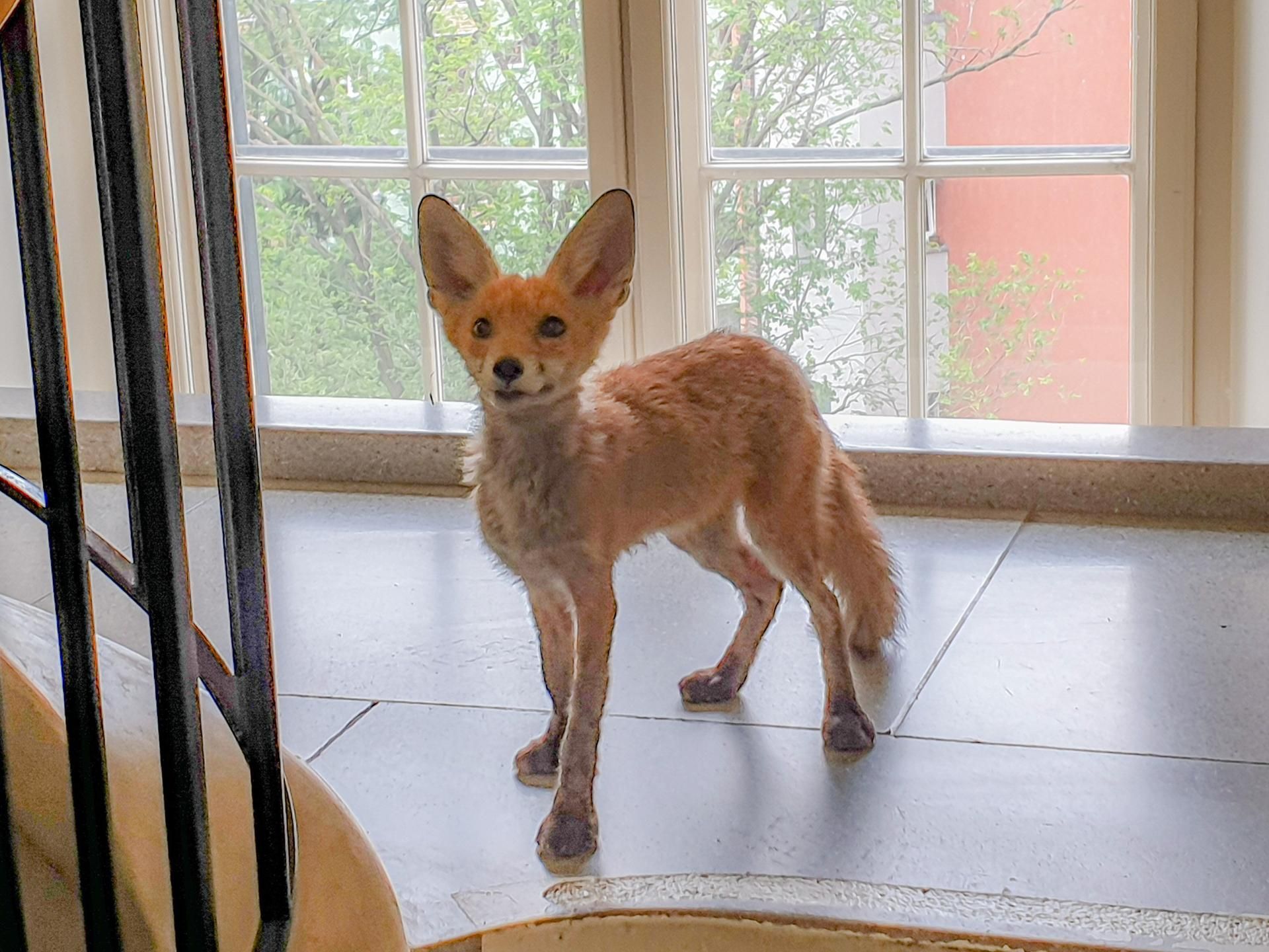 Fuchs 130722