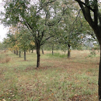 Mahdgutübertragung Streuobstwiese Langel (1)