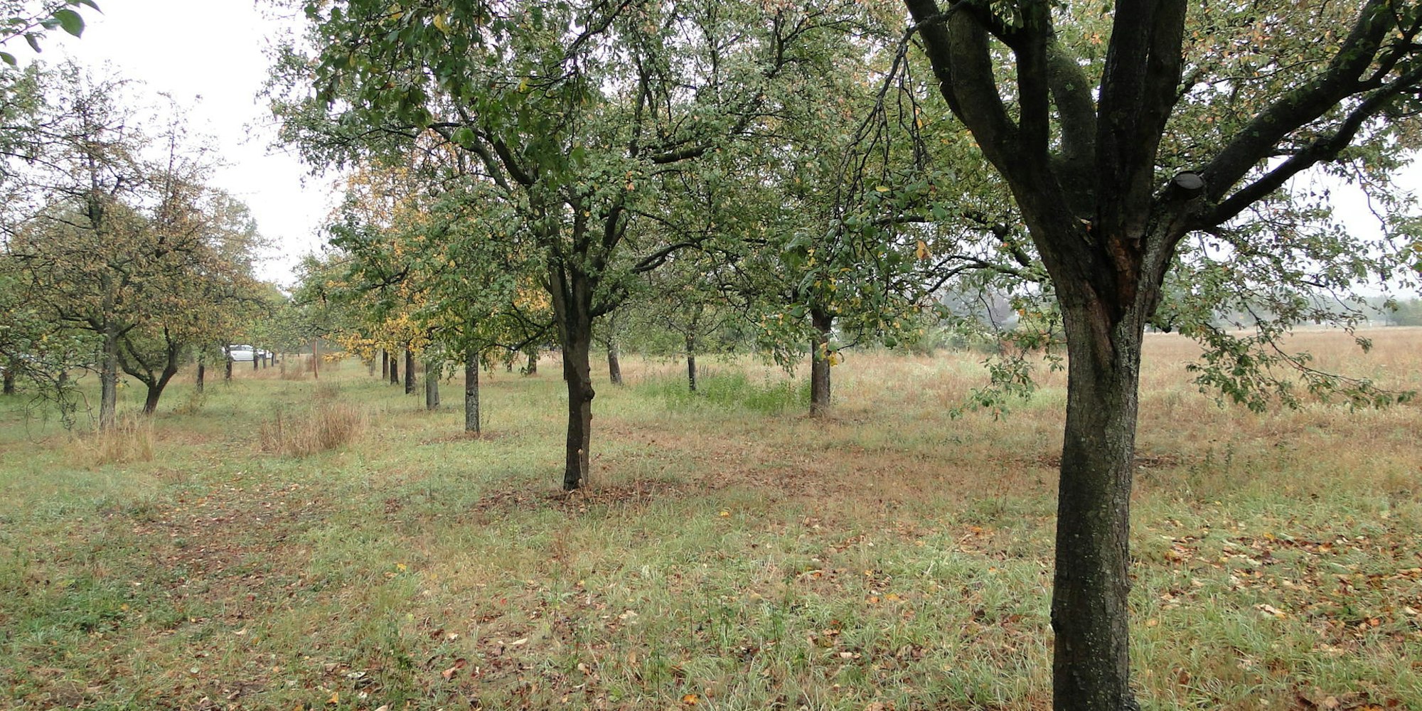 Mahdgutübertragung Streuobstwiese Langel (1)