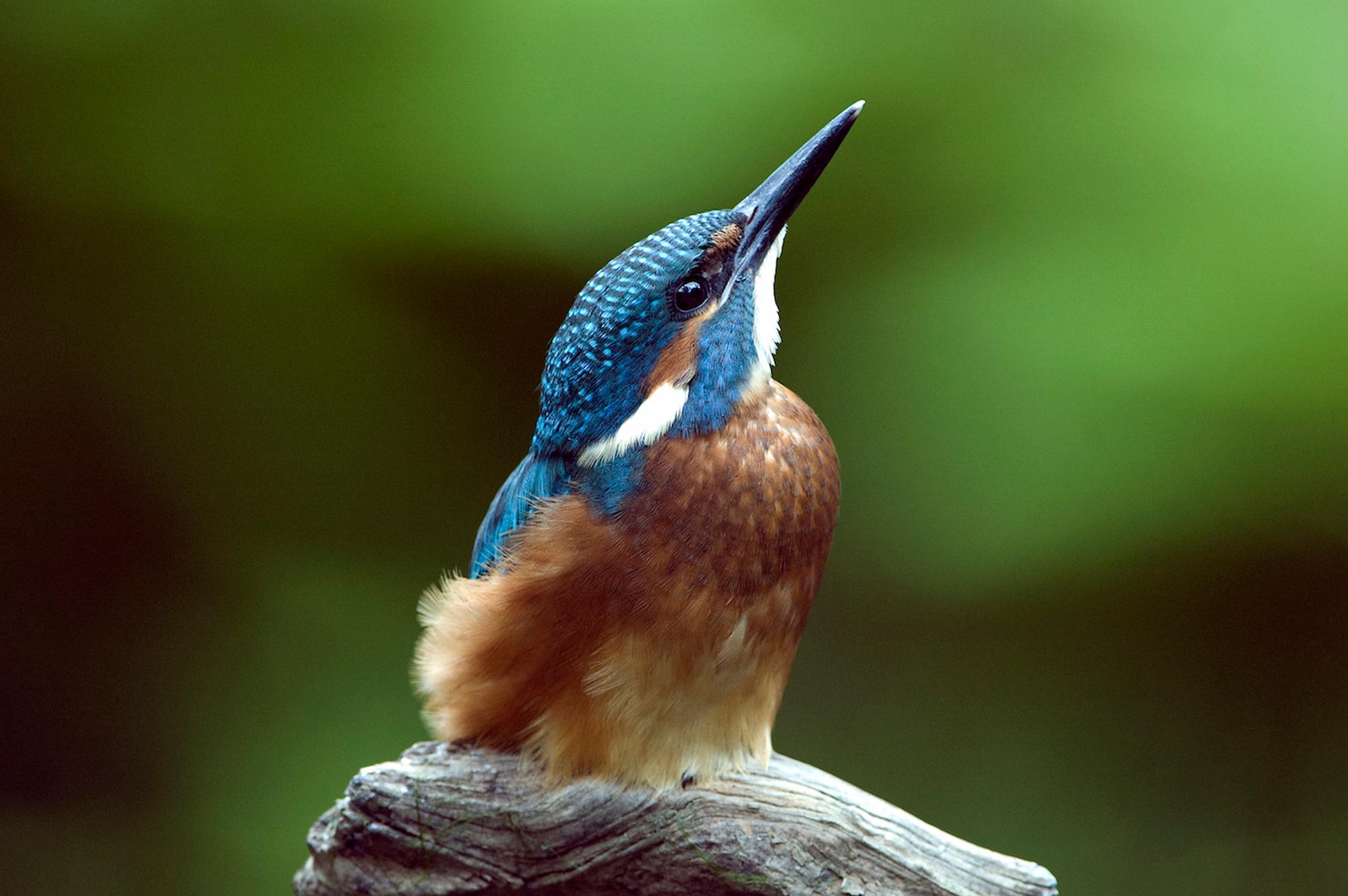 Eisvogel_Brinkmann_01