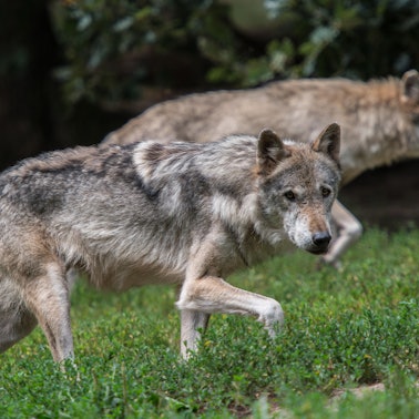 Woefle_Symbolbild_23052016