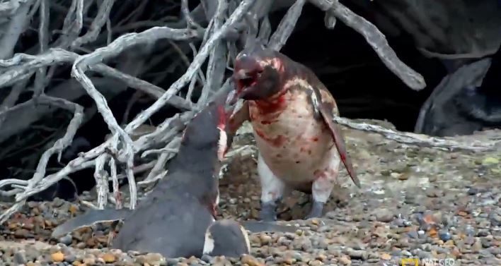 pinguin