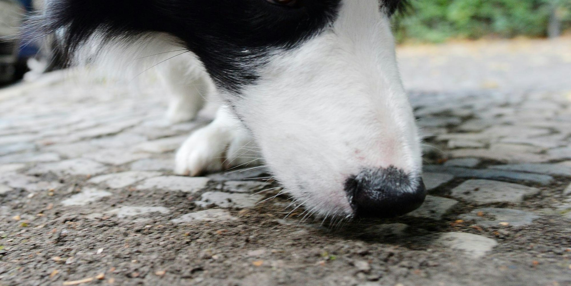 Hunde Giftköder DPA 071119