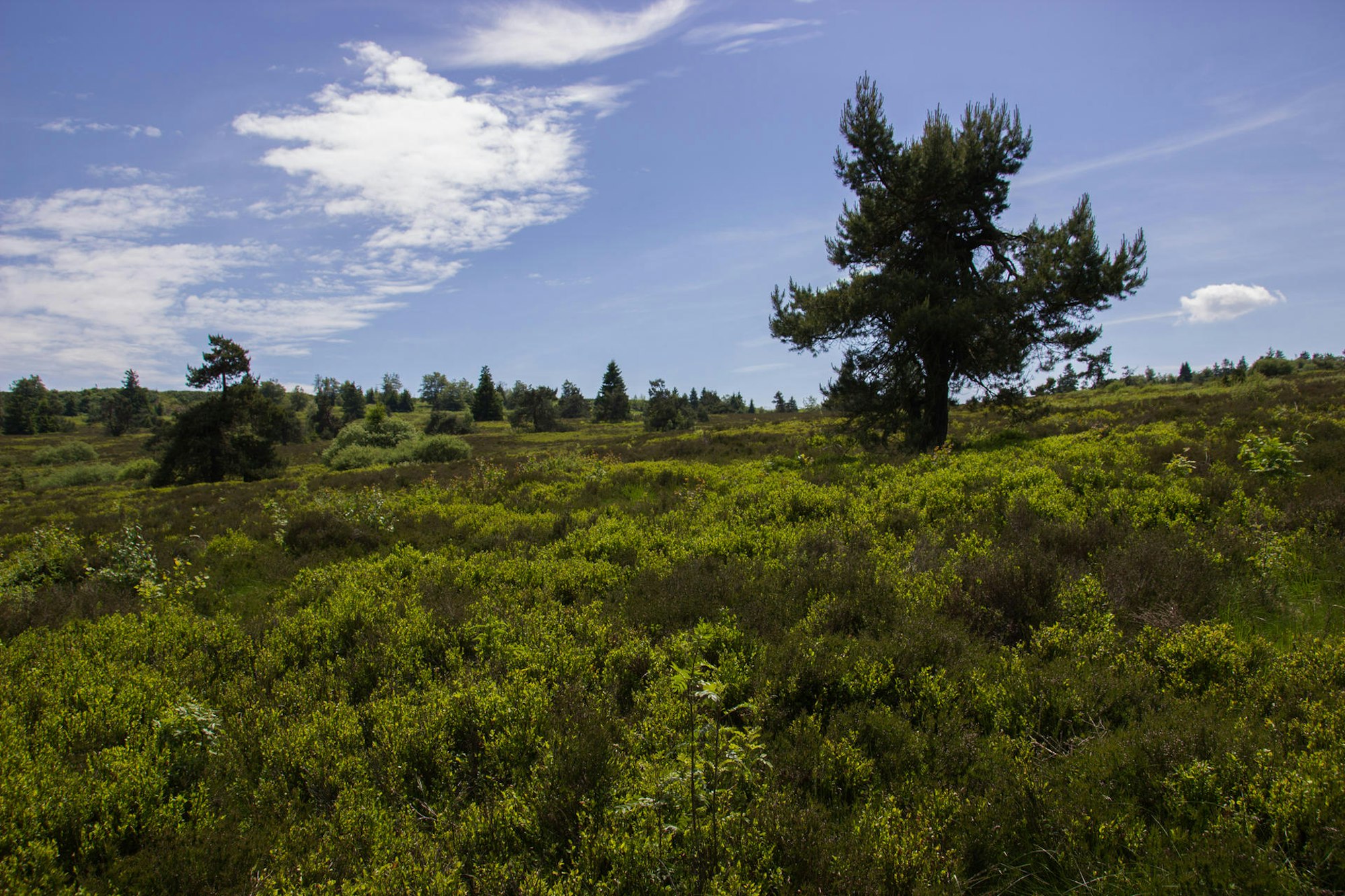 Farbenprächtige_Hochheide_NiederfelderHochheide_3.0_DavidNiklas