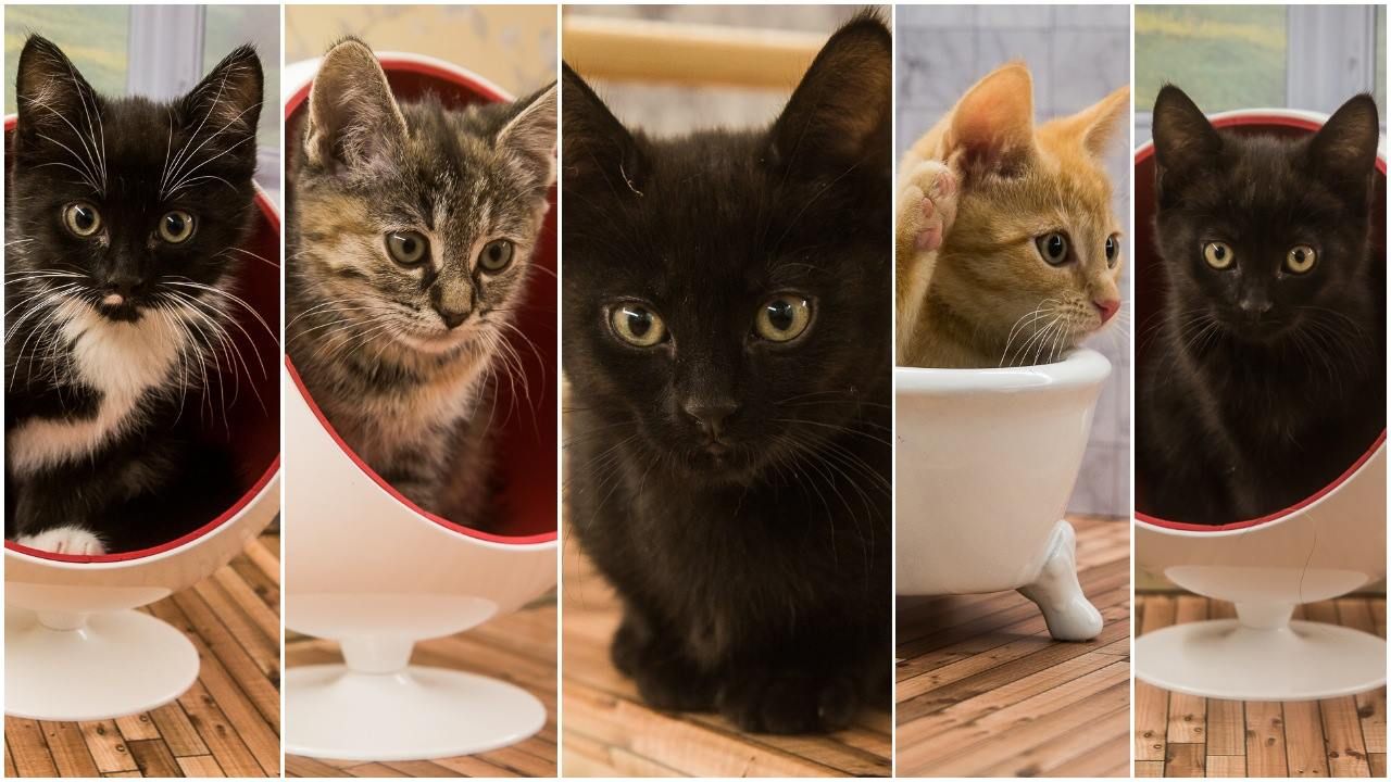 Kattarshians