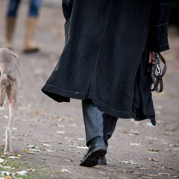 Hundesteuer