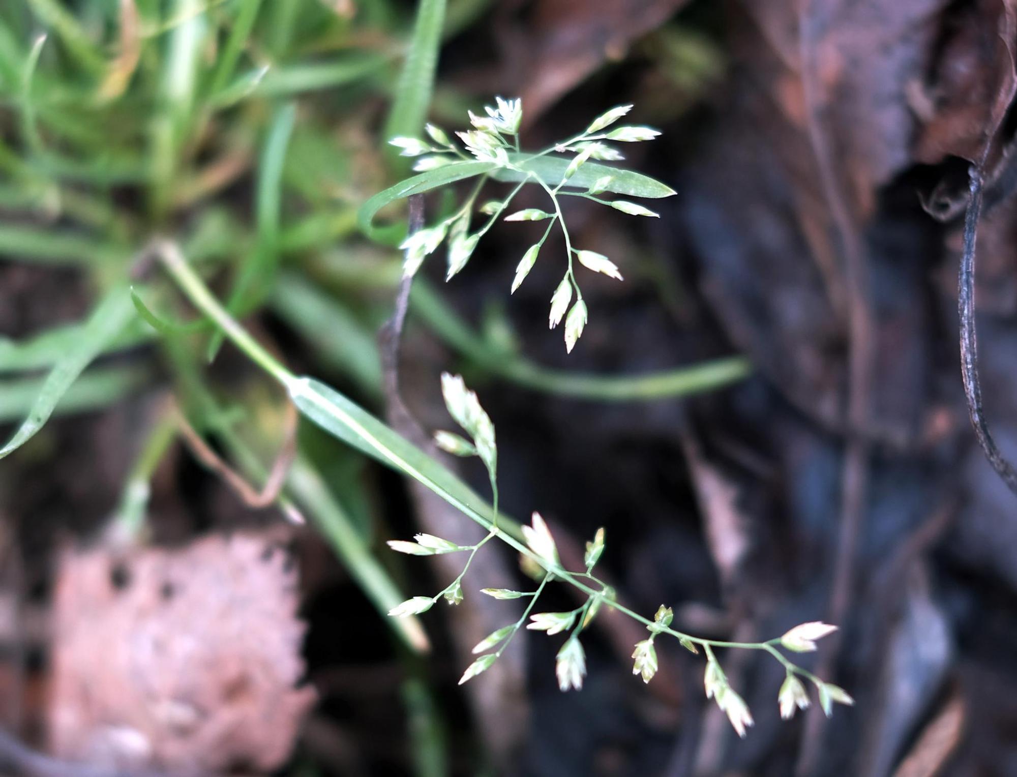 Gartenkalender Februar 2020 blühendes Gras
