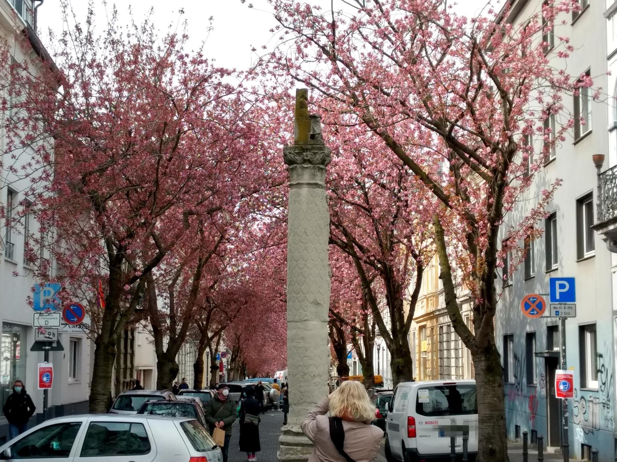 Zierkirsche_Sonnenschein2