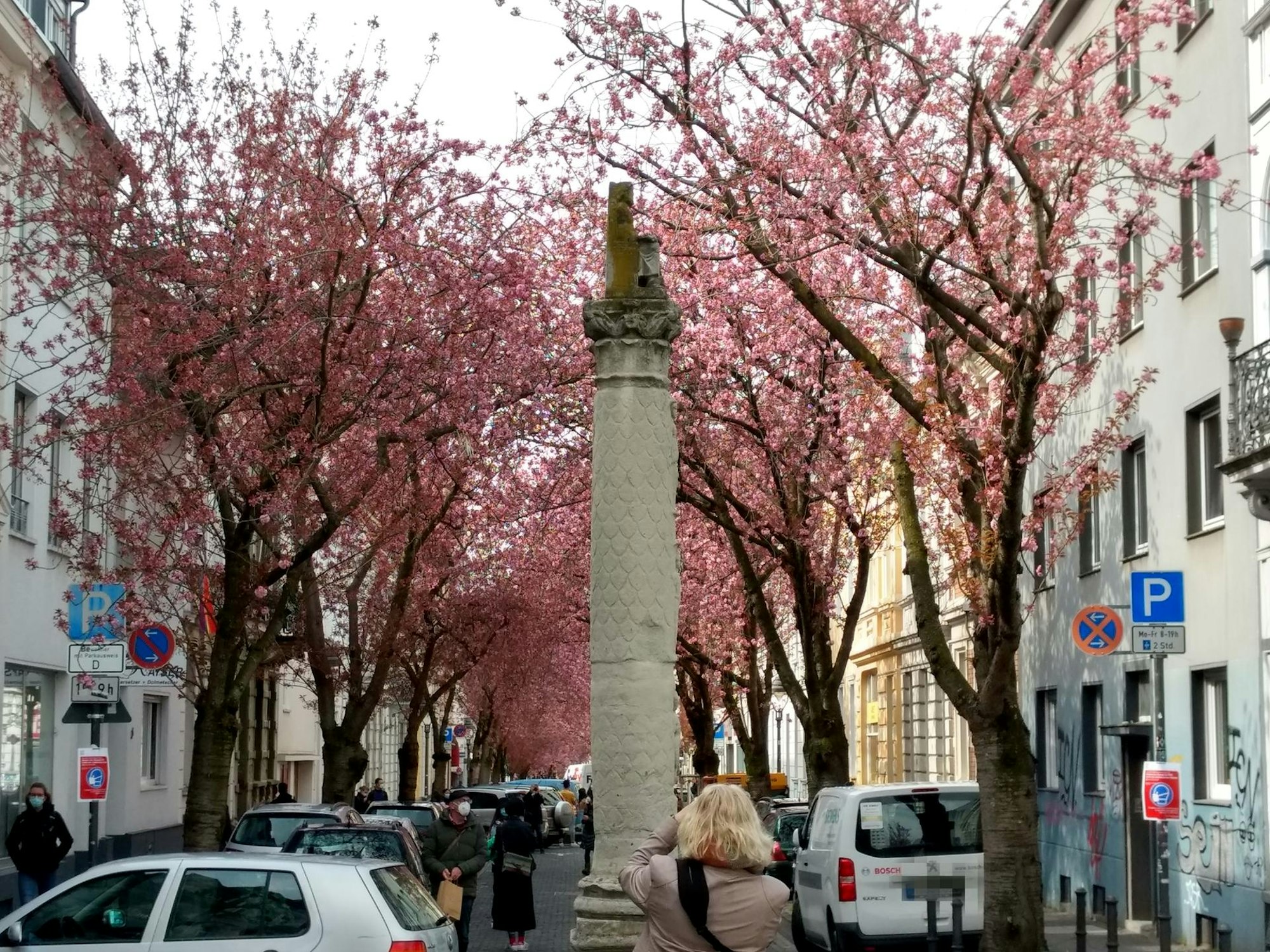 Zierkirsche_Sonnenschein2