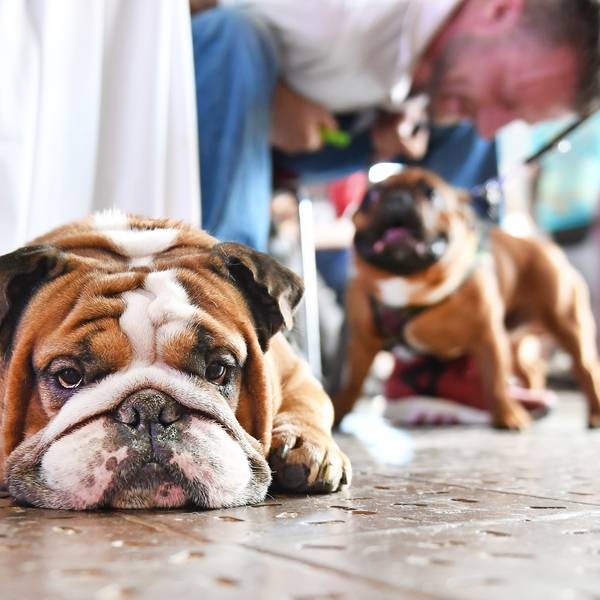 Bulldogge_schmollt_am_Boden_23062016
