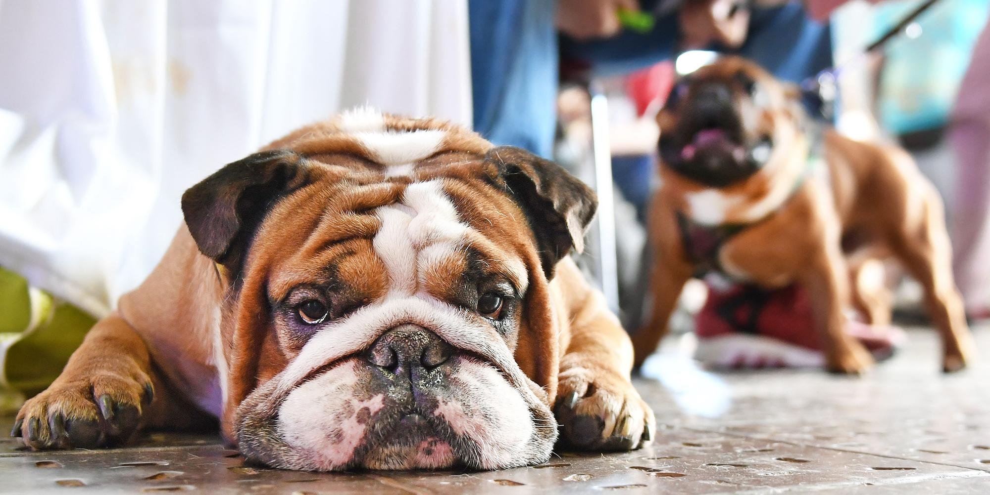 Bulldogge_schmollt_am_Boden_23062016