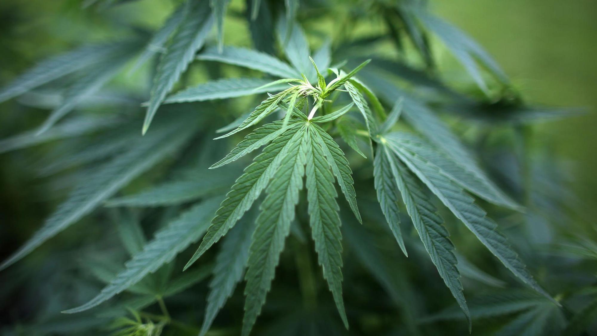 Cannabis