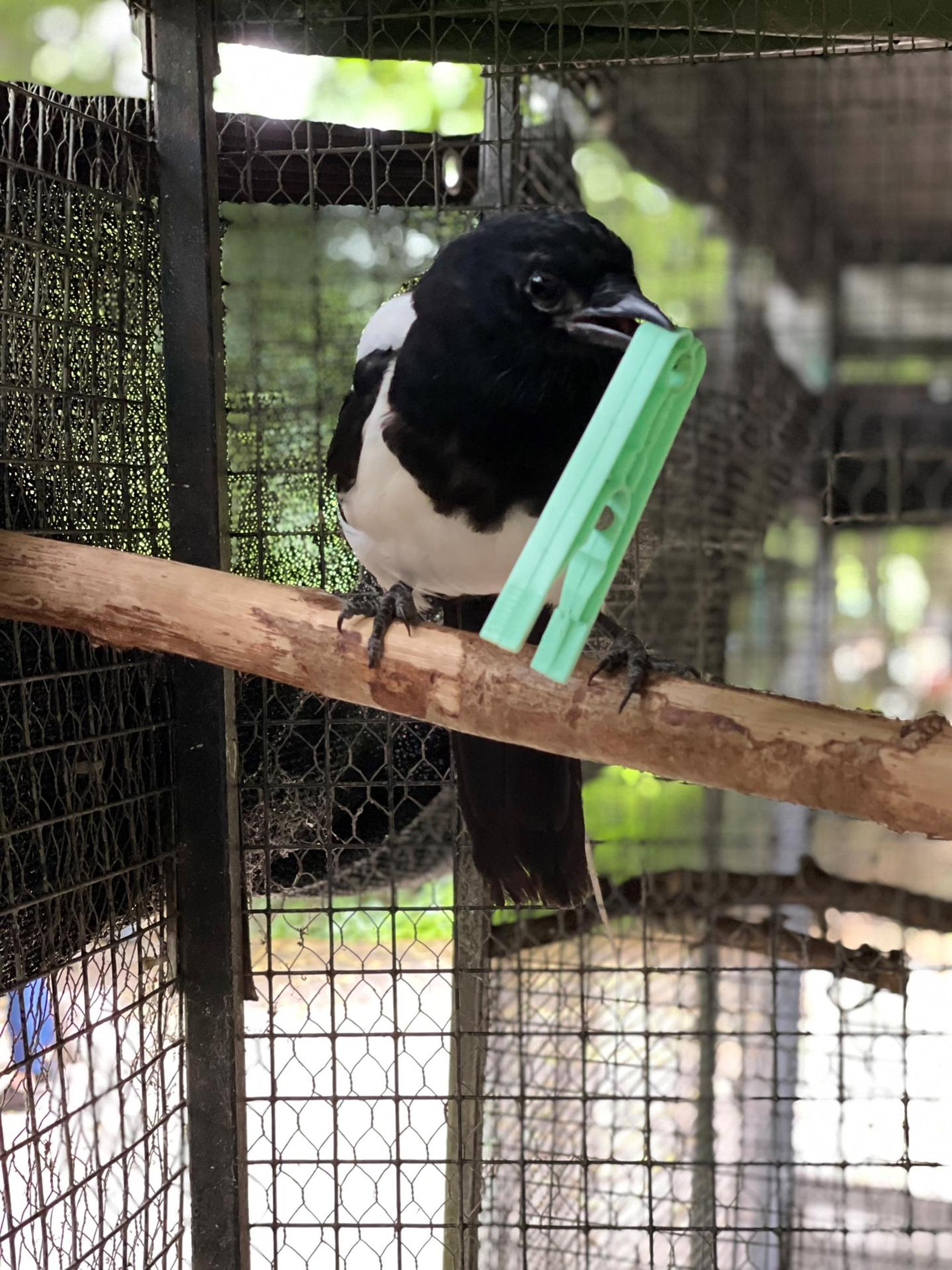 20220726-seb-wildvogelstation3