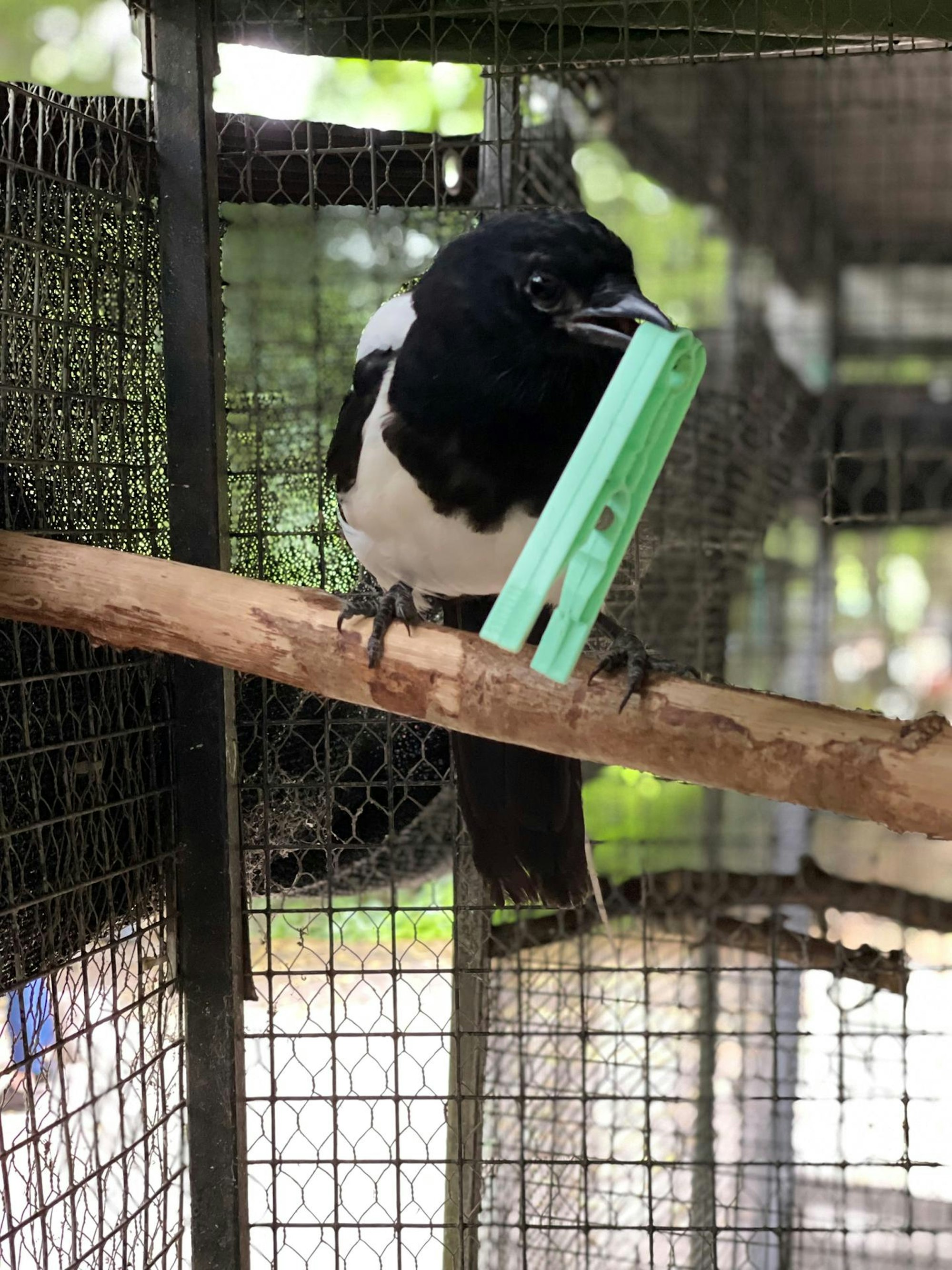 20220726-seb-wildvogelstation3