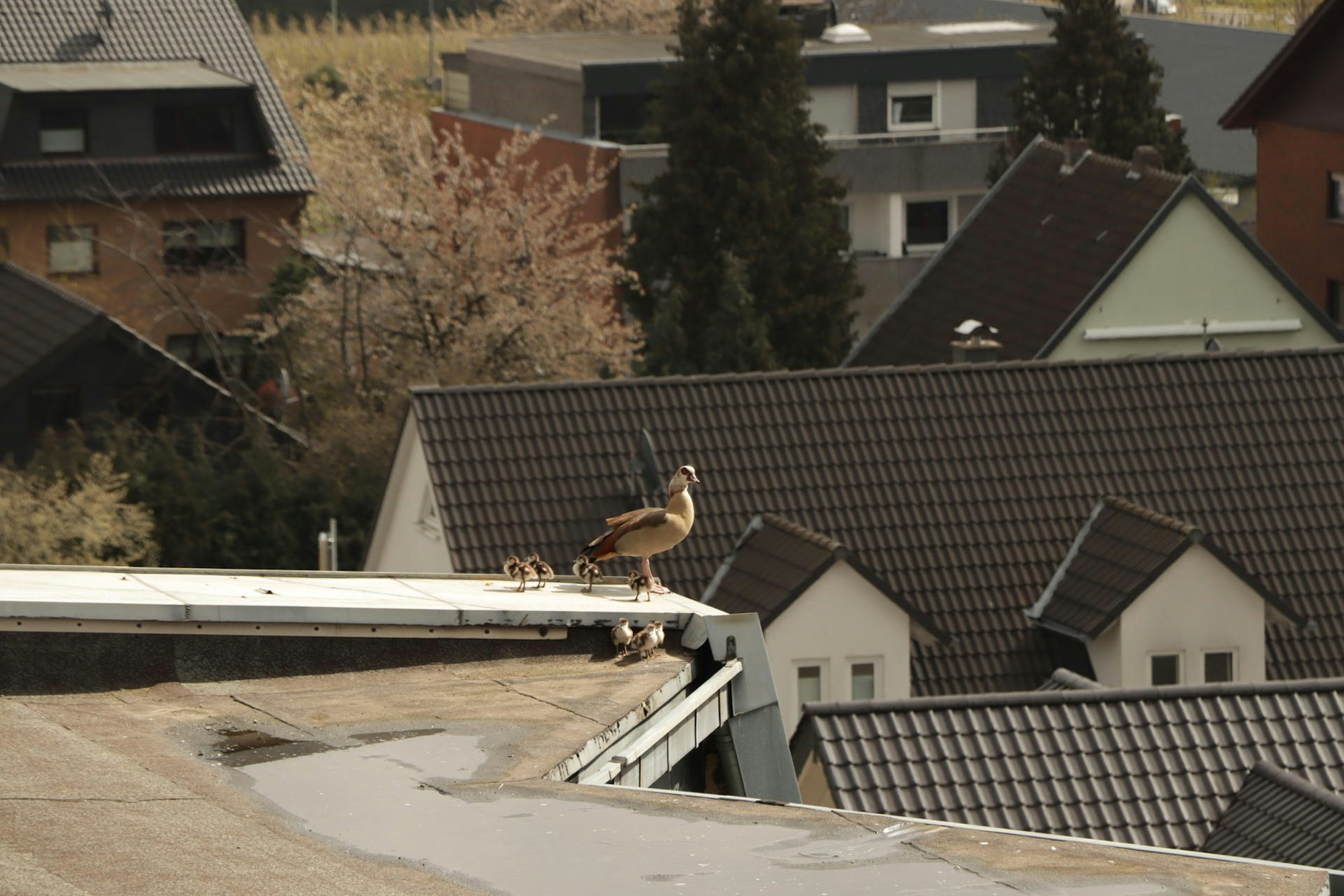 merten_nilgaense_mkl_3