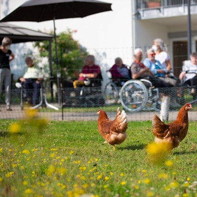 Hühner Senioren
