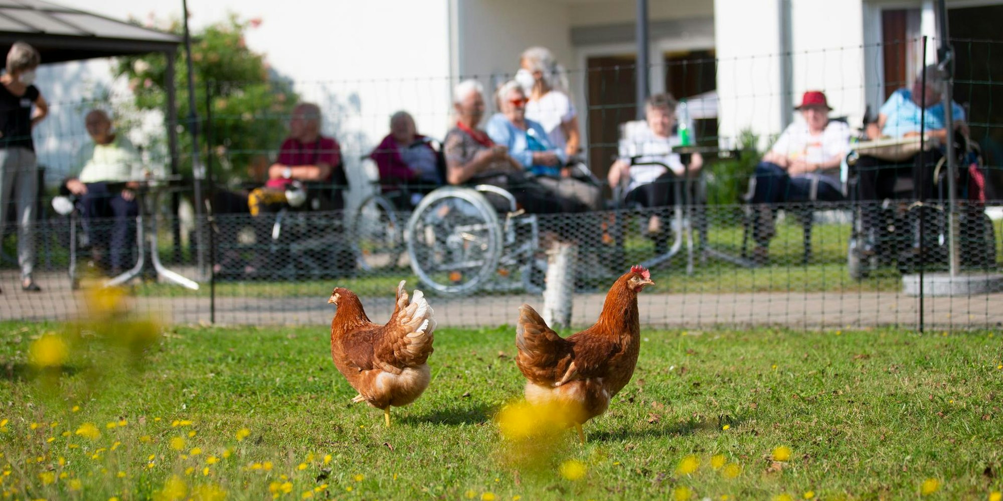 Hühner Senioren