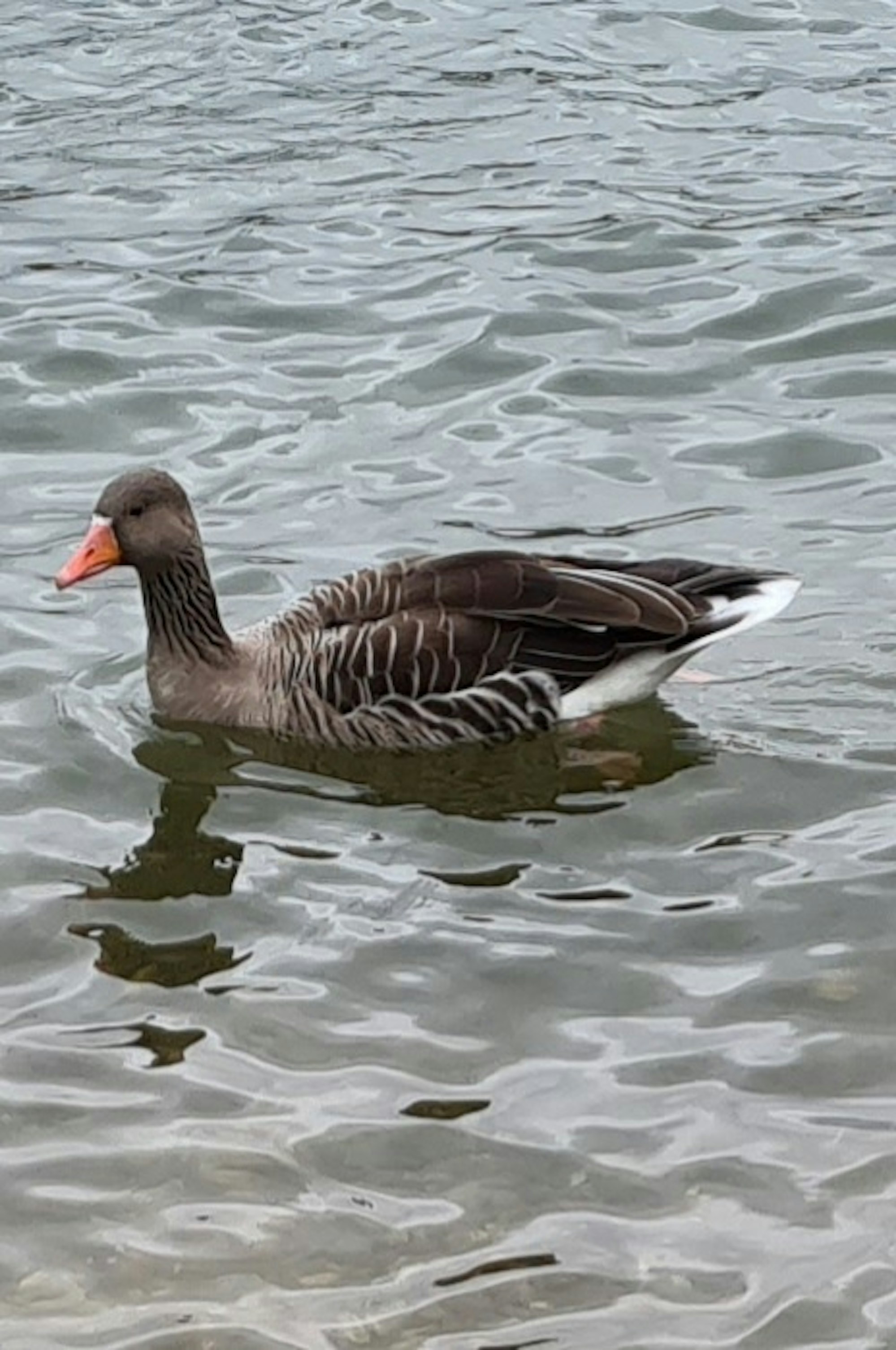 sues Schwan 3 Graugans Foto Uschi Rhiem