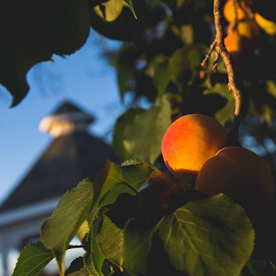 Aprikose steve-harvey-VOKuR0Iw2XU-unsplash