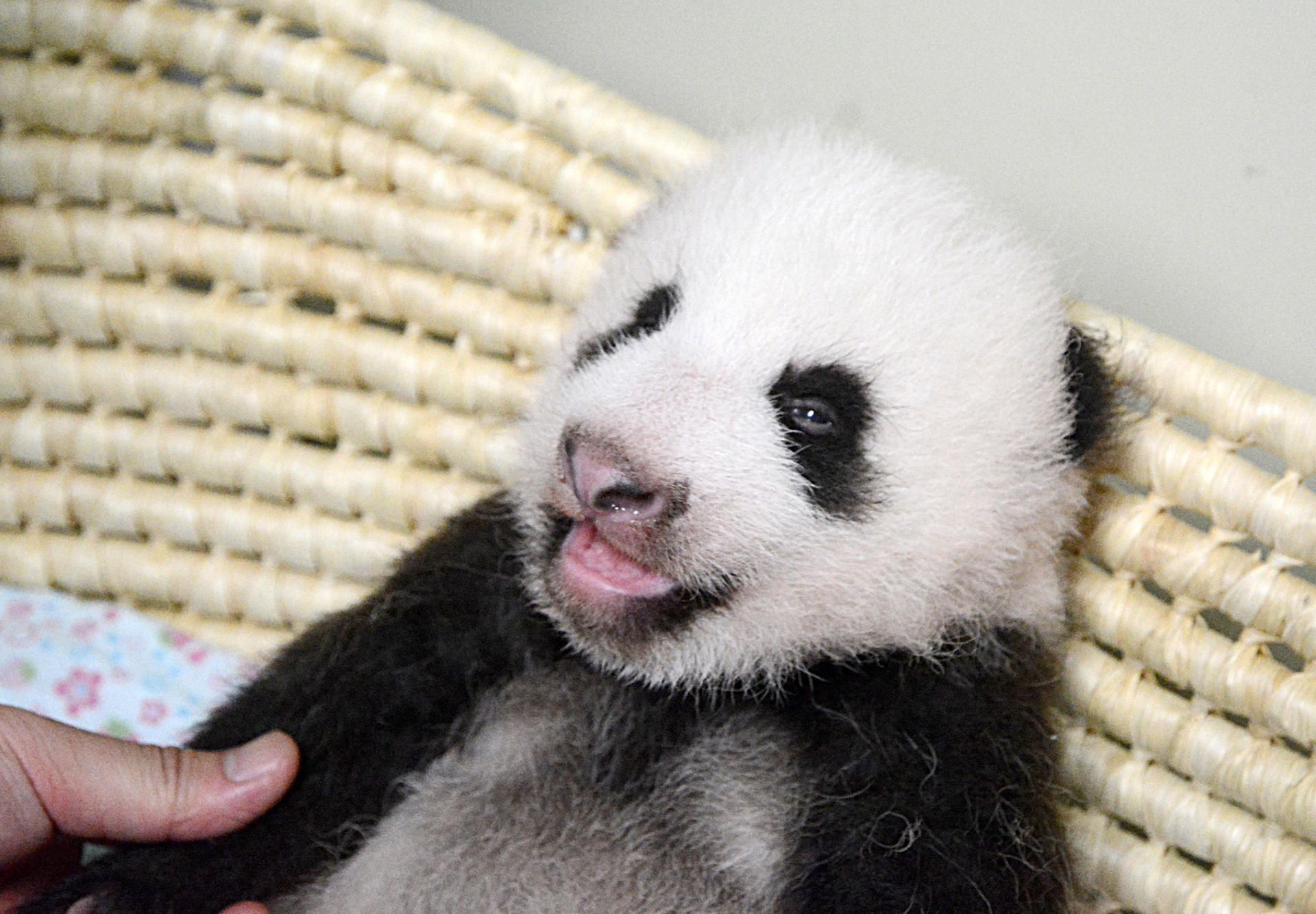 pandababy