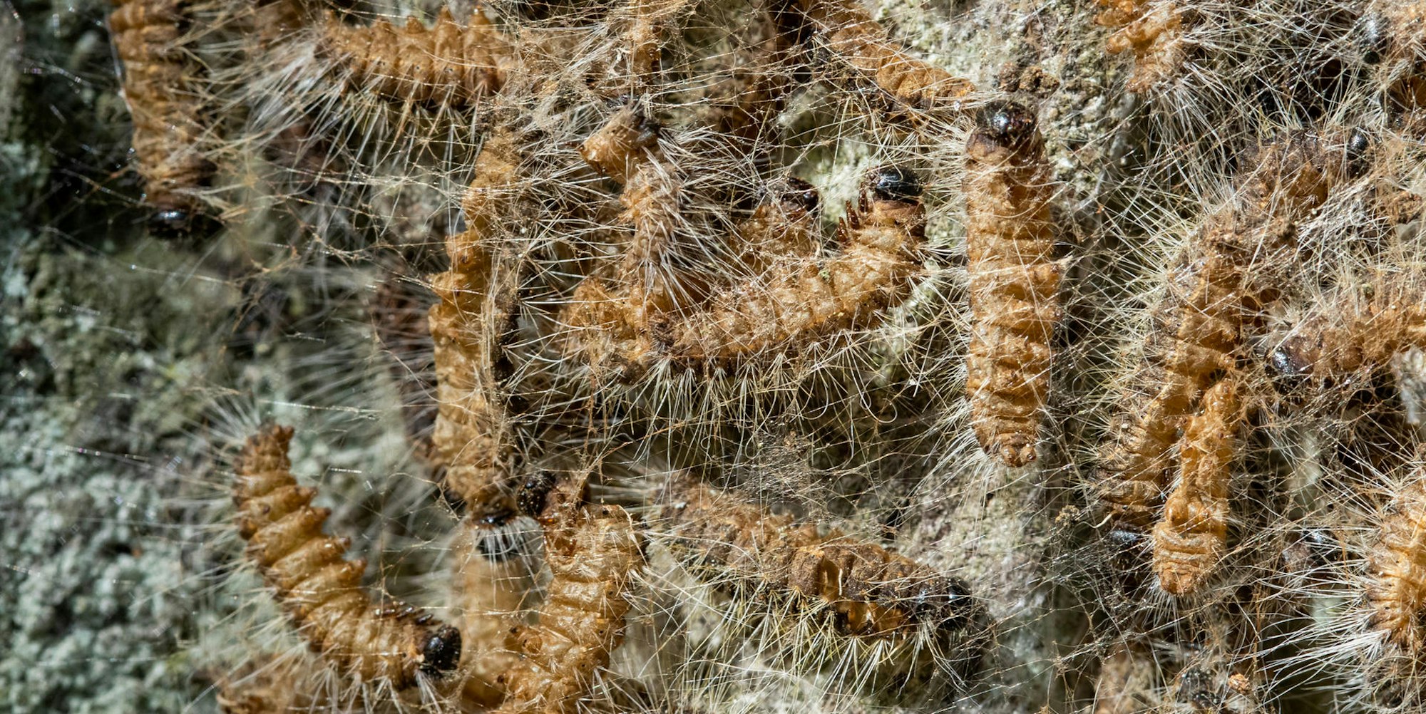 Eichenprozessionsspinner Viecher