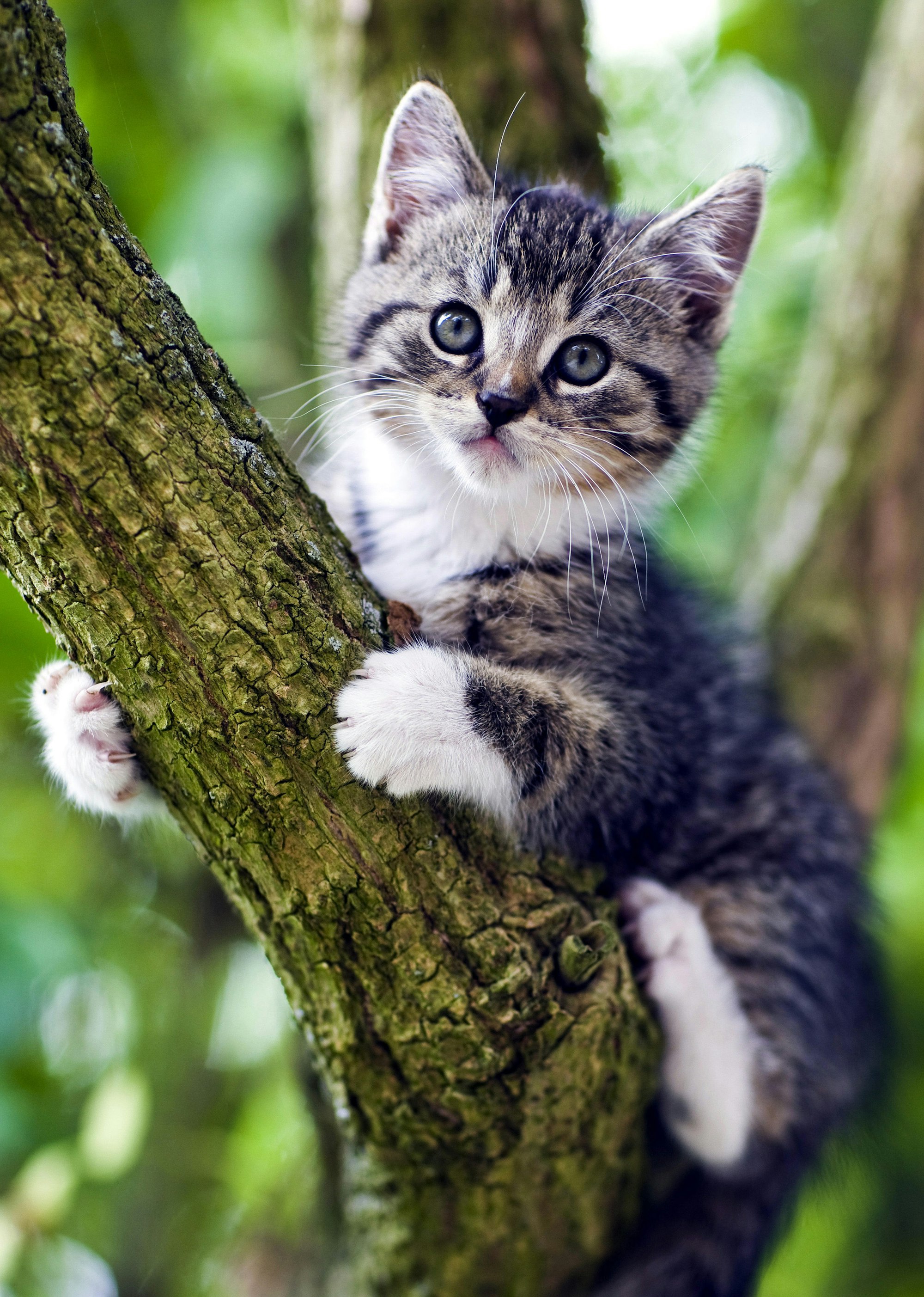 Kätzchen im Baum